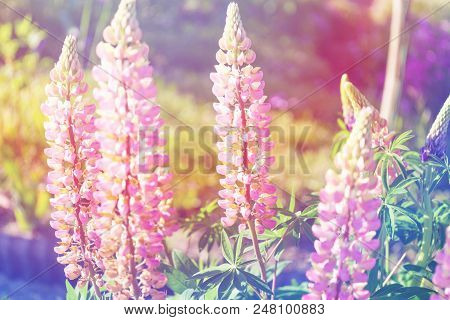 Lupinus Spring Flowers On Blurred Macro Background. Spring Or Summer Border Template With Copy Space