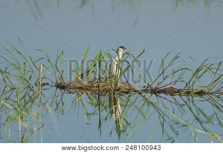 Night Heron Stood In Reeds On River In Wetlands