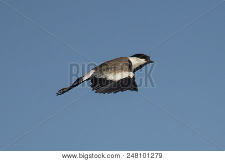 Spur-winged Lapwing Wild Bird In Flight