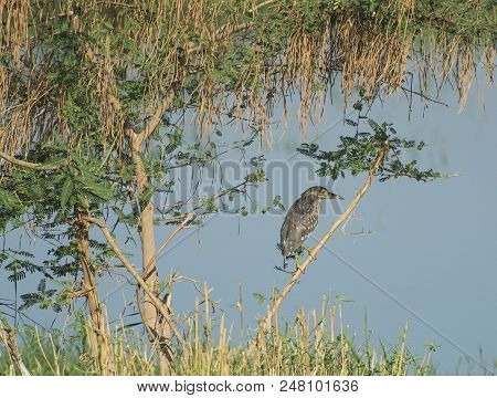 Juvenile Night Heron Stood On Branch Of Tree Over River
