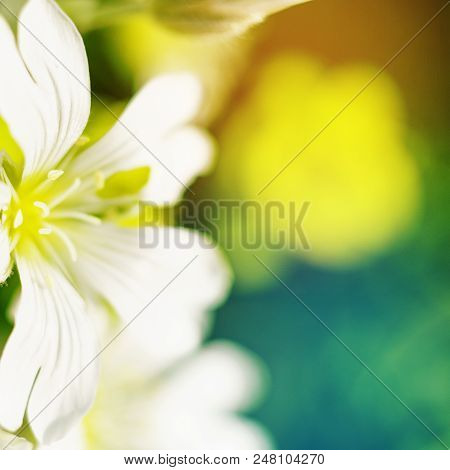 Spring White Flowers On Blurred Macro Background. Spring Or Summer Border Template With Copy Space. 