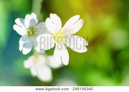 Spring White Flowers On Blurred Macro Background. Spring Or Summer Border Template With Copy Space. 