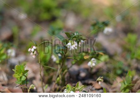 Lingonberry Flowers In Forest