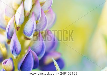 Lupinus Spring Flowers On Blurred Macro Background. Spring Or Summer Border Template With Copy Space