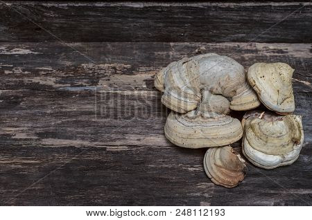 Chaga (shelf Fungus) Medicinal Mushroom On The Wooden Background. Naturopathy. Alternative Medicine.