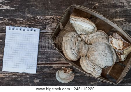 Chaga (shelf Fungus) Medicinal Mushroom And Blank Note Pad Recipe On The Wooden Background. Naturopa