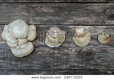 Chaga (shelf Fungus) Medicinal Mushroom On The Wooden Background. Naturopathy. Alternative Medicine.