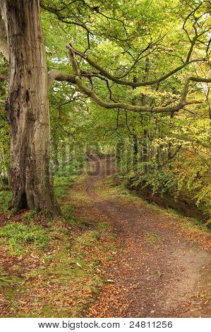 Forest trail