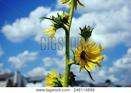 A Compass Plant (silphium Laciniatum) Blooms In The Rock Run Preserve Of The Will County Forest Pres
