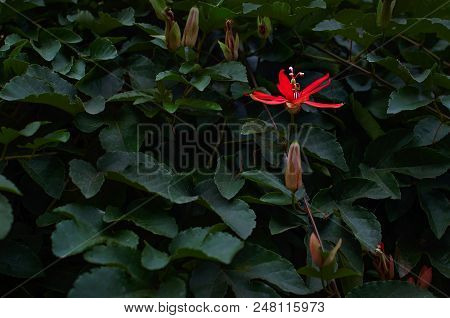 Beautiful Leaves Background With Red Flower. Leaf Texture, Nature Dark Green Background. Tropical Ba
