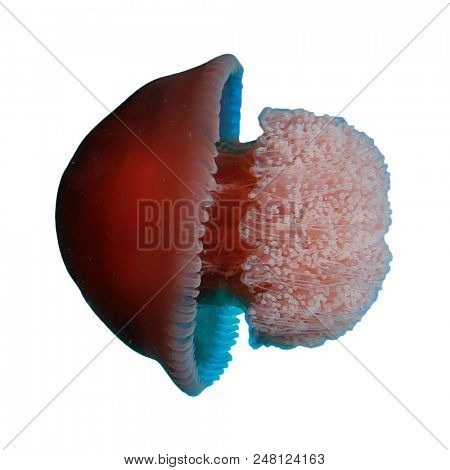 Jellyfish isolated on white background 