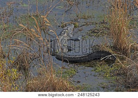 Alligator Basking In Okefenokee Swamp In Geogia