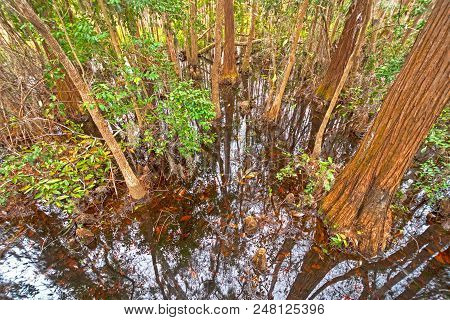 Looking Down Into The Dark Waters Of A Cypress Swamp In Okefenokke Swamp In Georgia
