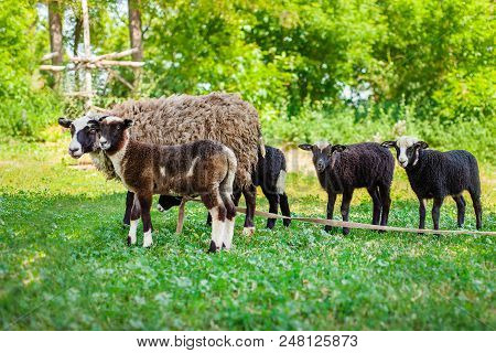 Romanovskaya Sheep And Lambs