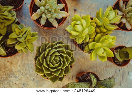 Excellent  Group Of Various Succulents In Pots. Garden Decoration For The Soul