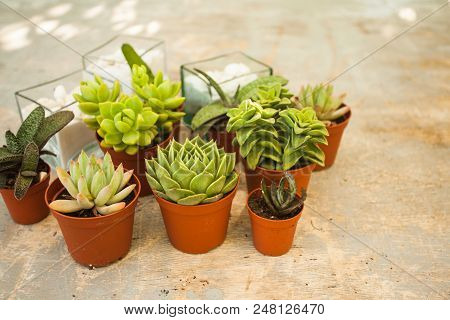 Excellent  Group Of Various Succulents In Pots. Garden Decoration For The Soul