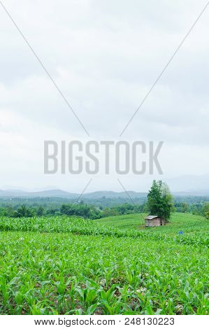 Corn In The Rainy Season.agriculture In The Rainy Season And Corn In The Farm.