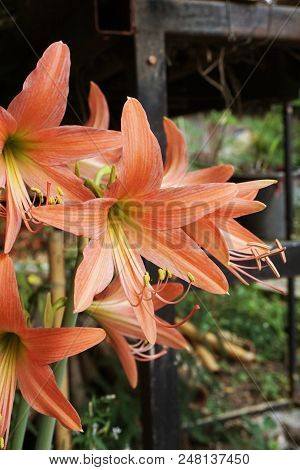 Close Up Hippeastrum Johnsonii Flower In Nature Garden
