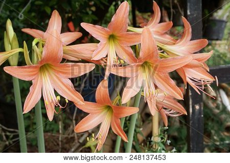 Close Up Hippeastrum Johnsonii Flower In Nature Garden