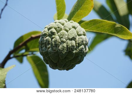 Sugar Apple Or Annona Squamosa Fruit In Nature Garden