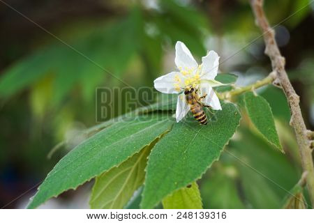 White Muntingia Calabura Flower In Nature Garden