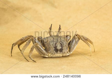 Ghost Crab Brown Background Ocypode Ceratophthalmus From Phuket Thailand