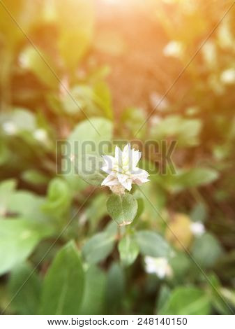 White Gomphrena Celosioides Flower In Nature Garden