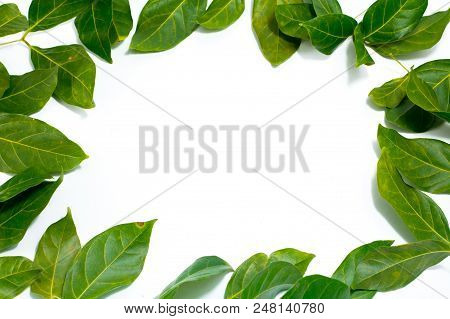 Copy Space Leaves White Background  Archidendron Jiringa (jack) I.c. Nielsen.