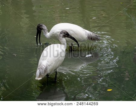 Asian Openbill Or Asian Openbill Stork Bird (anastomus Oscitans)