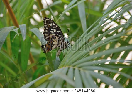 Butterfly Mahaon With Folded Wings, On A Branch Of A Palm Tree, Against A Background Of Green