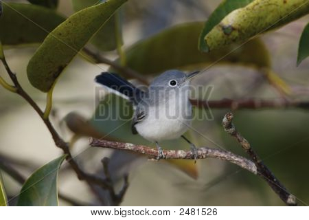 Polioptila caerulea