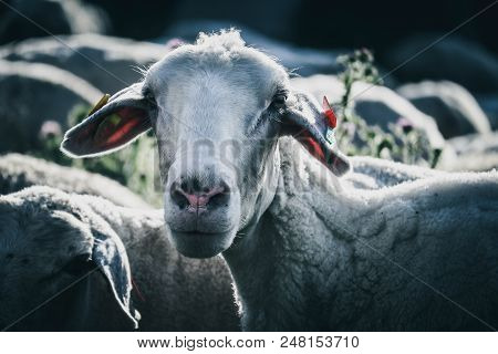 Sheep Grazing On A Green Grass, Head Closeup. A Lamb Head Portraiture On A Grass Field.