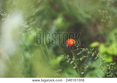 Close-up Image Of Bright Orange Hawkweed Flowers In Bloom On The Green Grass Background, Wild Orname