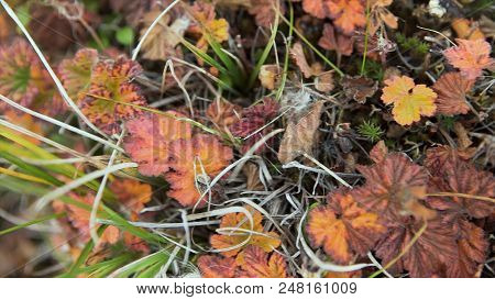 Autumn Colorful Leaves On Green Grass Background. Top View. Wet Yellow Autumn Leaves On Green Grass,