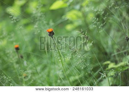 Close-up Image Of Bright Orange Hawkweed Flowers In Bloom On The Green Grass Background, Wild Orname