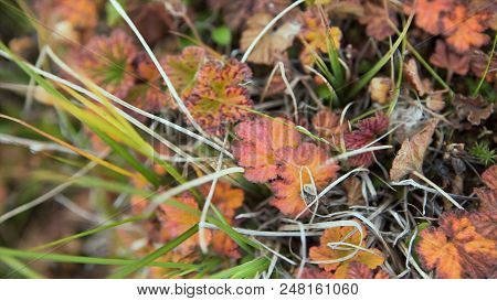 Autumn Colorful Leaves On Green Grass Background. Top View. Wet Yellow Autumn Leaves On Green Grass,