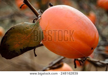 Persimmon Fruit On The Tree. Kaki Plum Tree, Japanese Persimmon, Diospyros Kaki Lycopersicum. Ripe O