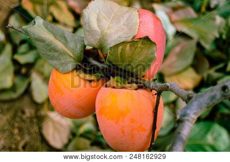 Persimmon Fruit On The Tree. Kaki Plum Tree, Japanese Persimmon, Diospyros Kaki Lycopersicum. Ripe O