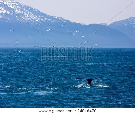 Vögel, Berge und Wal