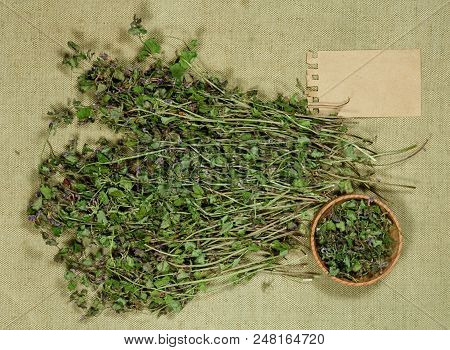 Glechoma Hederacea. Dry Herbs For Use In Alternative Medicine, Phytotherapy, Spa, Herbal Cosmetics. 