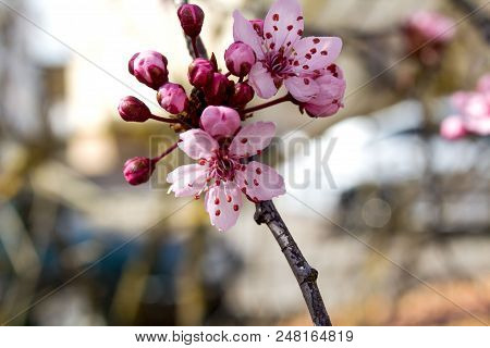 A Beautiful Violet Flowers Of Abricot Tree