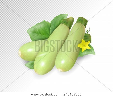 Fresh Vegetable Marrow Decorated With Green Leaf And Flower. Realistic Vector, 3d Illustration