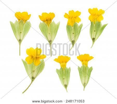 Pressed And Dried Maroon Primrose Flowers - Primula Polyanthus. Isolated On White Background. For Us