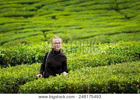 Cameron Highlands Boh Tea Plantation