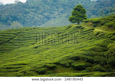 Cameron Highlands Boh Tea Plantation