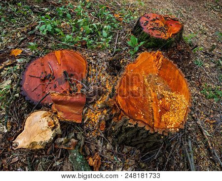 Stump Valuable Tree Alders. Cutting Valuable Species Of Trees Under The Pretext Of Sanitary Cleaning