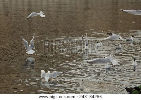 Seagull Is A Bird In Flight. Flies Over The Water