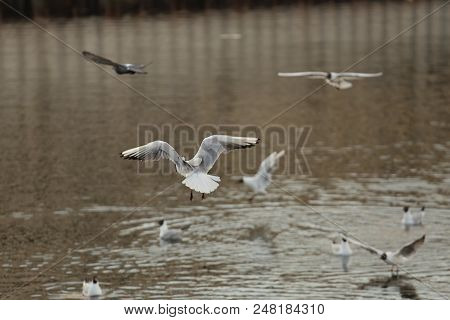 Seagull Is A Bird In Flight. Flies Over The Water