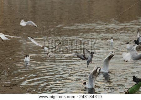 Seagull Is A Bird In Flight. Flies Over The Water