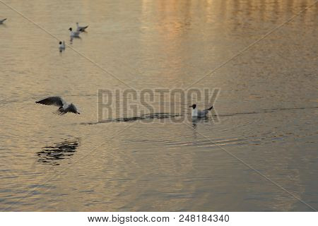 Seagull Is A Bird In Flight. Flies Over The Water